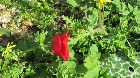 IMG_2547.JPG